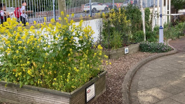 Charlton Station community garden