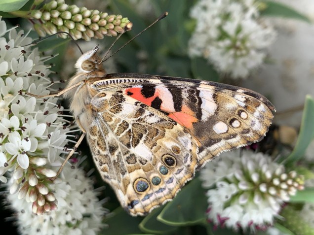 Painted Lady butterfly