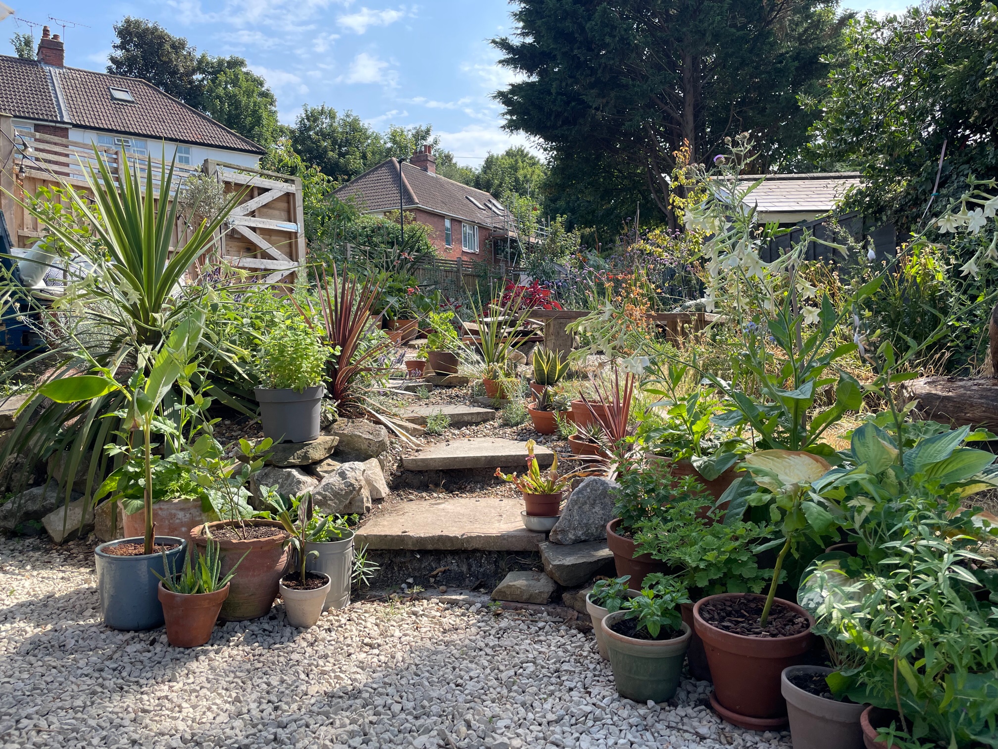 Leo Salvia and Jack Lineham's garden